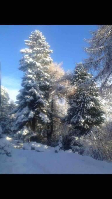 The Beeches Studio, Highlands Of Scotland نيوتونْمور المظهر الخارجي الصورة